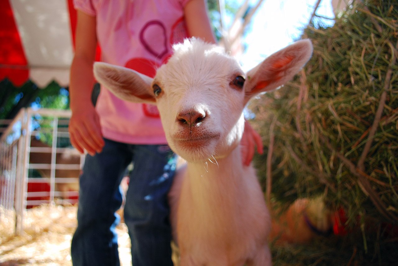 Girl Petting Baby Goat
